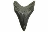 Serrated, Fossil Megalodon Tooth - South Carolina #368403-1